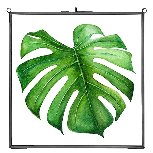 REDHUGO Glass Pressed Flower Frames, Square, Black, 10x10 Inches - color: Black, size: 10L" x 10W"