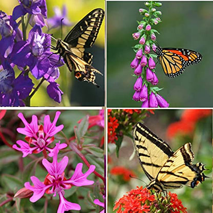 Perennial Wildflower Seeds Package with 25 Different Varieties 100,000 Seeds, Hummingbird and Butterfly Garden, Popular Perennial Flower, Non-GMO Wildflower Mix for Your Garden