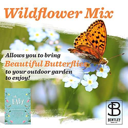 Bentley Oh Baby Wildflower Seed Packets, 25 Non-GMO Pre-Filled Favors for Baby Shower Guests, Wild Flower Party Gifts for Boys or Girls - style: Oh Baby Blue