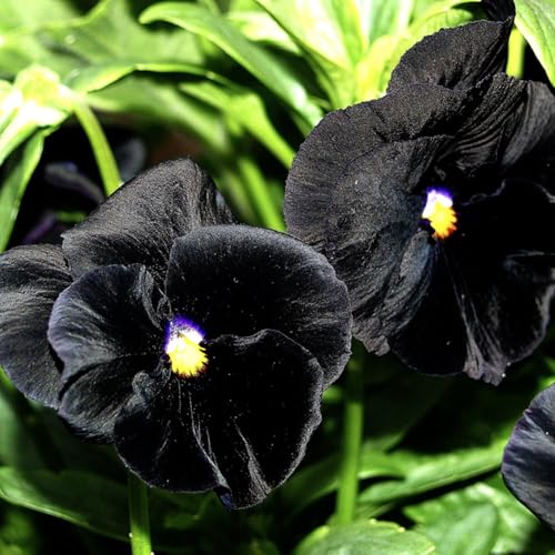 Seed Needs Black Pansy Seeds to Plant a Gothic Butterfly Garden 2 Packs - size: 2 Packs, style: Black Pansy