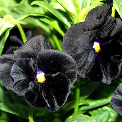 Seed Needs Black Pansy Seeds to Plant a Gothic Butterfly Garden 2 Packs - size: 2 Packs, style: Black Pansy