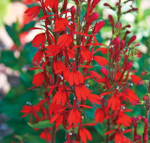 100PCS Cardinal Flower Seeds Red Lobelia Cardinalis Hummingbird Plant Seeds