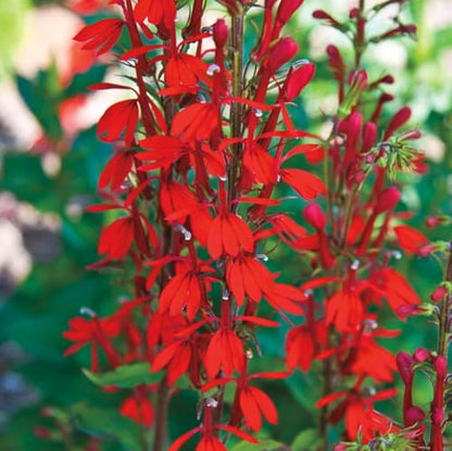 100PCS Cardinal Flower Seeds Red Lobelia Cardinalis Hummingbird Plant Seeds