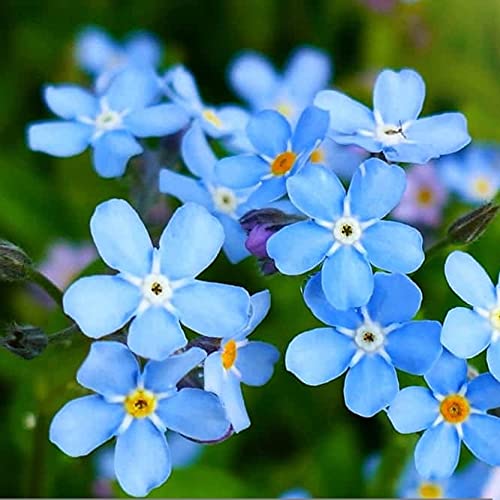 Forget Me Not 100 Seeds Newly Harvested, Beautiful Abundant Blooms