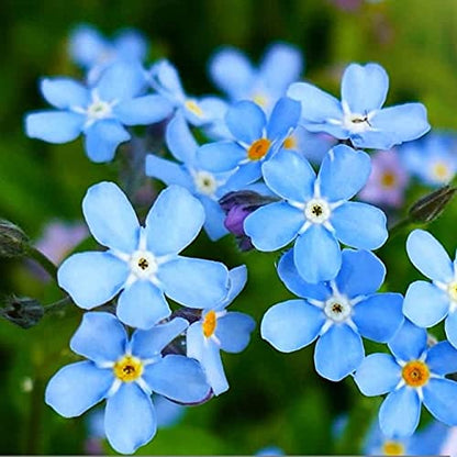 Forget Me Not 100 Seeds Newly Harvested, Beautiful Abundant Blooms