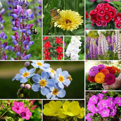 Groundio 25,000+ Wildflower Seeds Mix 1 Oz, 24 Varieties Perennial & Annual Seeds for Hummingbirds and Butterflies, High Germination Flower Seeds Throw and Grow to Plant Outside, No Filler