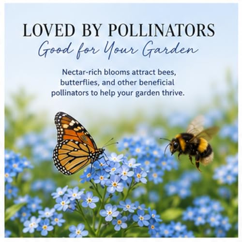 Chinese Forget-Me-Not Flower Seeds for Planting – 300+ Non-GMO & Heirloom Seeds, (Cynoglossum amabile), Blue Blooms for Pollinator Gardens, by Isla’s Garden Seeds, Great Gardening Gift