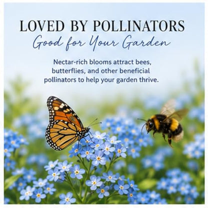 Chinese Forget-Me-Not Flower Seeds for Planting – 300+ Non-GMO & Heirloom Seeds, (Cynoglossum amabile), Blue Blooms for Pollinator Gardens, by Isla’s Garden Seeds, Great Gardening Gift
