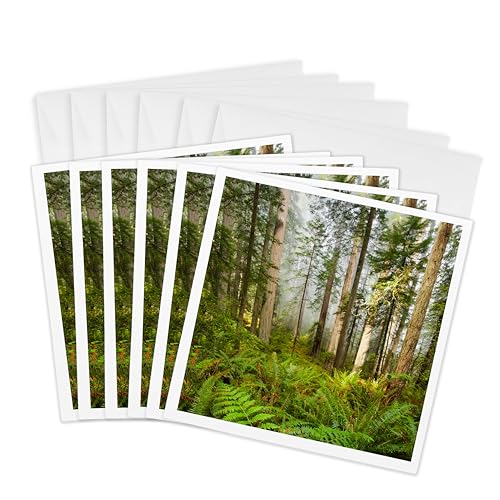 3dRose Greeting Cards - Redwood Trees in Fog with Sunrays - 6 Pack - Forest