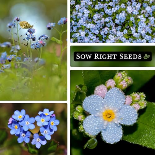 Sow Right Seeds - Bulk Chinese Forget-Me-Not Seed for Planting Jumbo Pack | Plant annual non-GMO heirloom for outdoor home garden. Blue celebration of life memorial flowers for pollinator gardening.
