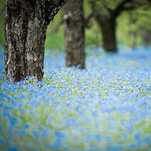 60 Seeds of Woodland Forget me not Seeds Myosotis Sylvatica Flower Seeds Nature Fresh Flower Seeds
