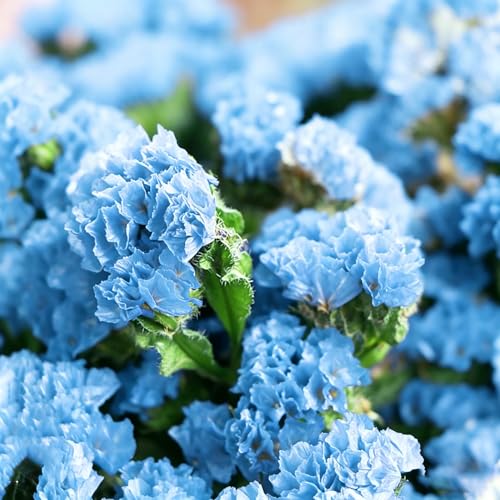 Mix Statice Forget me not Seeds for Planting, 310+pcs Rare Perennial Statice Flower Seeds Plants, Non-GMO Heirloom Beauty Blooms Flowers Plants for Home Garden Outdoors