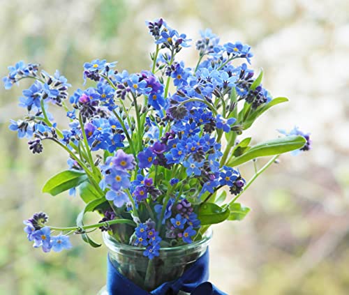 Set of 50 Forget-Me-Not Memorial Seed Packets – Individually Sealed – Non-GMO & Heirloom – Beautiful Tribute to Honor Loved Ones