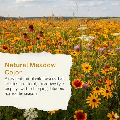 Drought Tolerant Wildflower Mix, 1 oz, 20,000+ Seeds | Extra Large Resealable Packet, Non-GMO Flower Seeds for Dry Climates