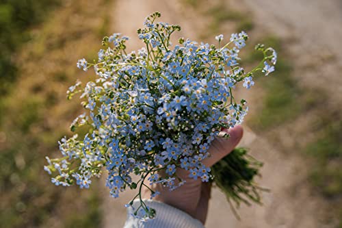 Set of Forget me Not Flower Seed Packets - Create Your Dream Garden - Bulk Flower Seeds (25)