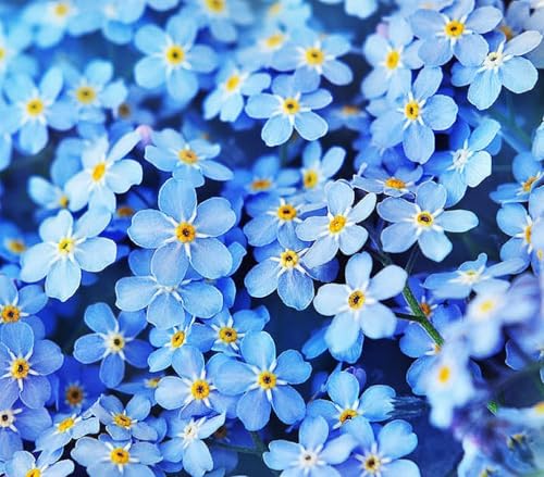 Forget Me Not Seeds - 12,500 Flower Seeds - Perennial Ground Cover Seed for Tulips and Other Bulbs - Bulk Flowering Ground Cover - Grown in the USA