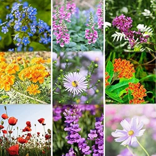 Mountain Valley Seed Co Pollinator Wildflower Seed Mix 5 Lb 3.2M Seeds | 23 Species Blend Including Asclepias tuberosa (Butterfly Milkweed) – Annual, Perennial & Biennial Flower Seeds - size: 5 Lb, style: Pollinator Mix