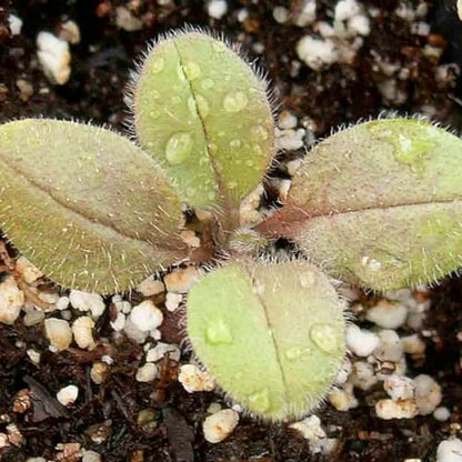 Seed Needs Forget Me Not Seeds to Plant Blue Annual Flowers 5 Packs - size: 5 Packs, style: Blue FMN