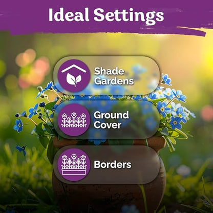 2,400 Forget Me Not Heirloom Flower Seeds for Planting, Myosotis Sylvatica | Charming Blue Spring Flowers for Shady Gardens, Easy to Grow Seed Packets , Heirloom Seeds for Planting, Perfect for Borders