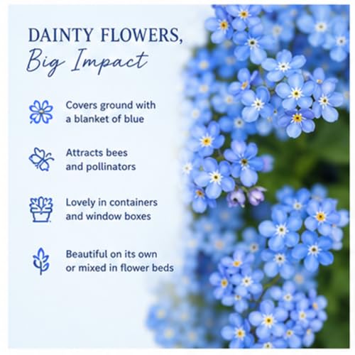 Chinese Forget-Me-Not Flower Seeds for Planting – 300+ Non-GMO & Heirloom Seeds, (Cynoglossum amabile), Blue Blooms for Pollinator Gardens, by Isla’s Garden Seeds, Great Gardening Gift