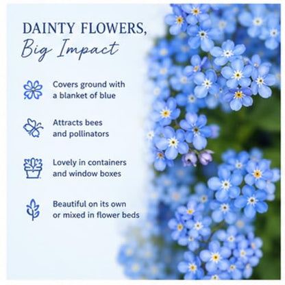Chinese Forget-Me-Not Flower Seeds for Planting – 300+ Non-GMO & Heirloom Seeds, (Cynoglossum amabile), Blue Blooms for Pollinator Gardens, by Isla’s Garden Seeds, Great Gardening Gift
