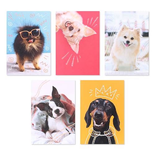 American Greetings 17-Count Thinking of You Blank Greeting Card Pack, Playful Dog Photo Assortment