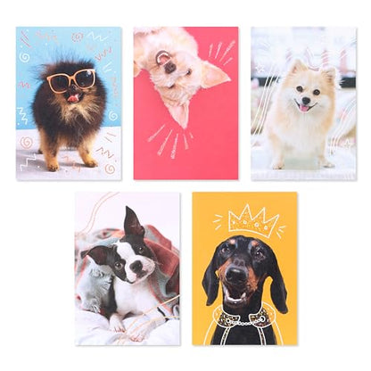 American Greetings 17-Count Thinking of You Blank Greeting Card Pack, Playful Dog Photo Assortment