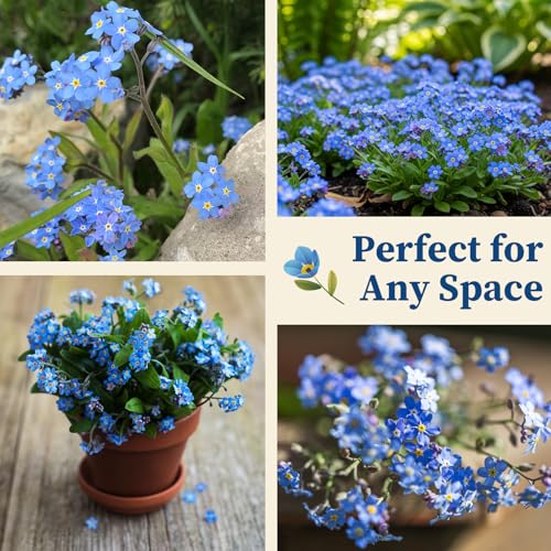 10,000+ Forget-Me-Not Seeds, Blue Cynoglossum amabile Flower for Planting - color: BLUE