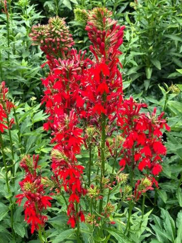 100PCS Cardinal Flower Seeds Red Lobelia Cardinalis Hummingbird Plant Seeds