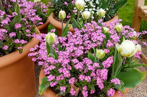 100 Victoria Pink Forget Me NOT Myosotis Alpestris Shade or Sun Flower Seeds