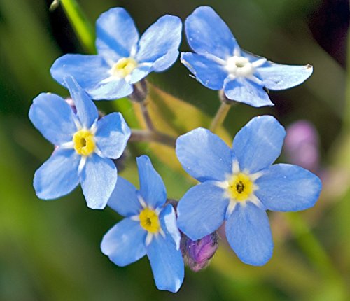 100 Forget Me Not Flower Seeds