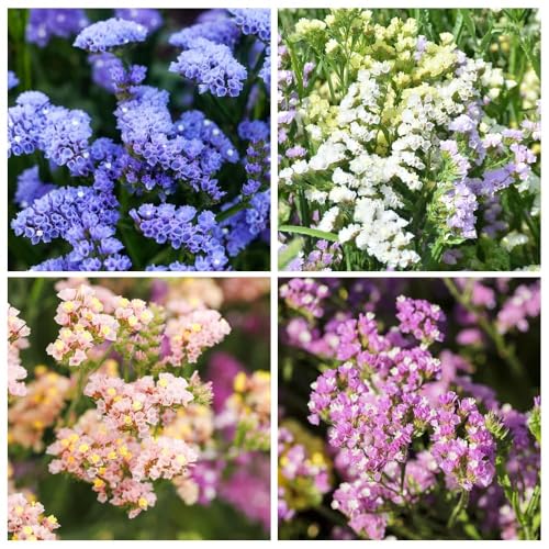 300+ Forget-Me-Not Seeds for Planting, Soft Blue & Mixed Shades, Low-Maintenance Flowers for Landscapes, Path Edges & Cottage Gardens
