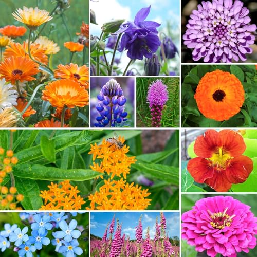 Groundio 25,000+ Wildflower Seeds Mix 1 Oz, 24 Varieties Perennial & Annual Seeds for Hummingbirds and Butterflies, High Germination Flower Seeds Throw and Grow to Plant Outside, No Filler