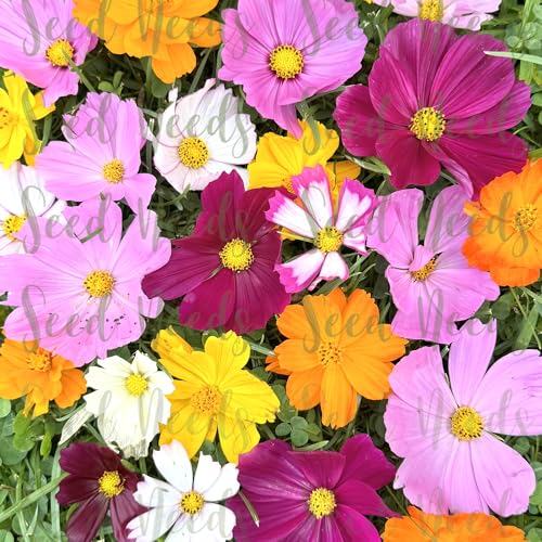 Seed Needs Flower Seeds Cosmos Original Crazy Mix (2 Bulk Packs) - size: 2 Packs, style: Crazy Cosmos Mix