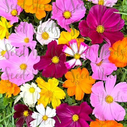 Seed Needs Flower Seeds Cosmos Original Crazy Mix (2 Bulk Packs) - size: 2 Packs, style: Crazy Cosmos Mix