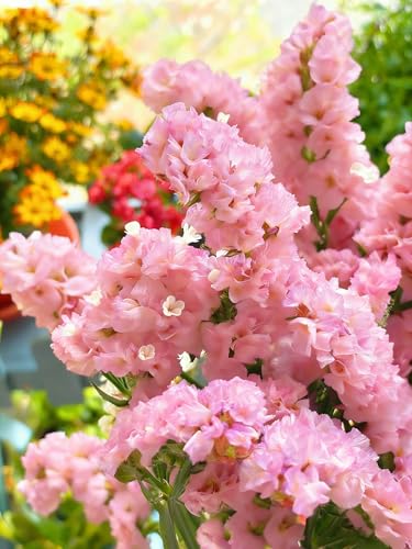 Mix Statice Forget me not Seeds for Planting, 309+pcs Perennial Statice Flower Seeds, Non-GMO Heirloom Rare Beauty Blooms Flowers Plants Home Garden for Outdoors