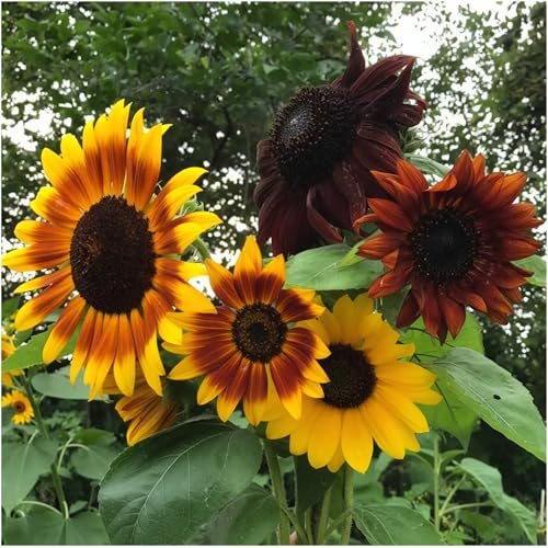 Seed Needs Sunflower Seed Packet Gift Favors for Weddings & Bridal Showers - size: 30 Packs, style: FAV-006
