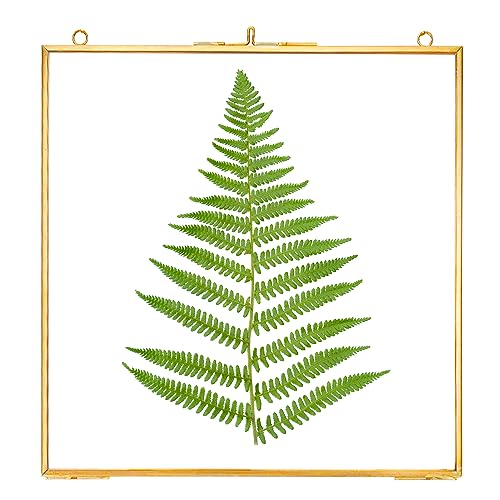 REDHUGO Glass Pressed Flower Frames, Square, Gold, 8x8 Inches - color: Gold, size: 8L" x 8W"