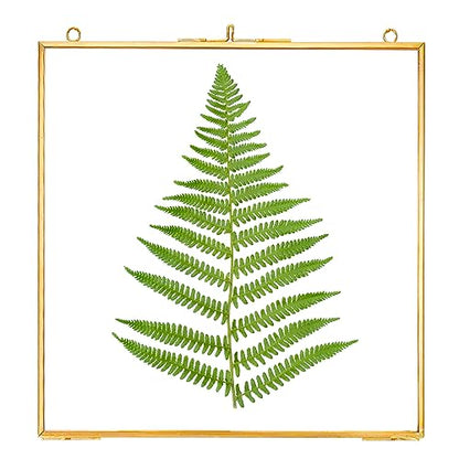 REDHUGO Glass Pressed Flower Frames, Square, Gold, 8x8 Inches - color: Gold, size: 8L" x 8W"