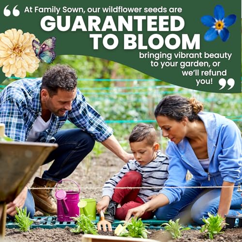 Chinese Forget Me Not – 4,000 Seeds for Planting – 2026 Season – 1 Ounce Pouch - size: 1 oz