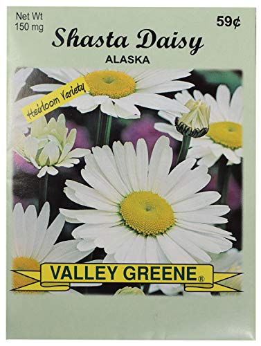 Black Duck Brand Set of 25 Shasta Daisy Flower Seed Packets! Flower Seeds in Bulk - Great for Creating The Garden of Your Dreams! (25, Shasta Daisy - Alaska) - color: Shasta Daisy - Alaska