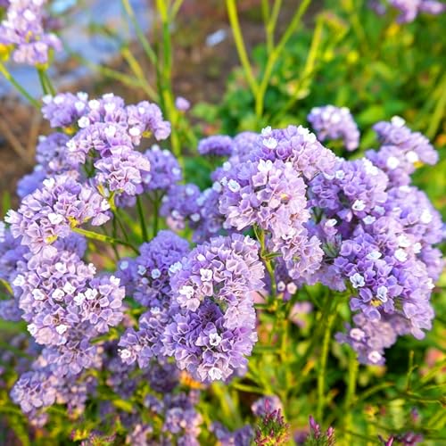 Mix Statice Forget me not Seeds for Planting, 310+pcs Rare Perennial Statice Flower Seeds Plants, Non-GMO Heirloom Beauty Blooms Flowers Plants for Home Garden Outdoors