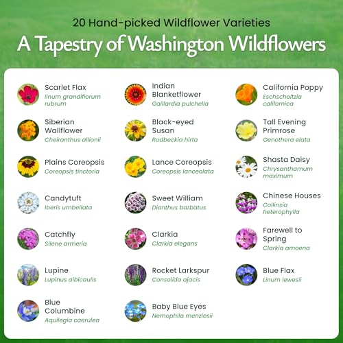 Washington Wildflower Seed Mix – Over 60,000 Flower Seeds, Covers 300 Sq Ft | 20 Colorful Annual and Perennial Wildflower Varieties for Washington Gardens, Attracts Bees and Butterflies