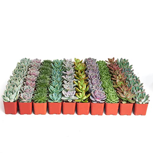 Shop Succulents Rosette Succulent Plant Pack Bulk Collection, Live Mini Succulent Plants, Low Maintenance, Floral Shaped Mix of Colors & Textures - Wedding and Party Favors, Gift & Garden, Pack of 256 - size: 256-Pack