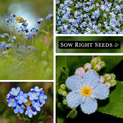 Sow Right Seeds - Chinese Forget-Me-Not Seed for Planting Flowers 10pk