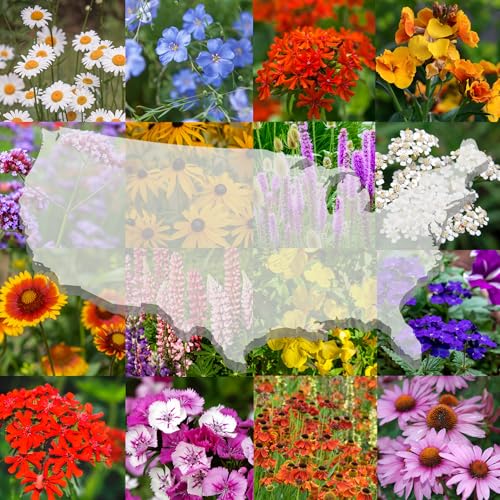 United States Nationwide Bulk All Perennial Non-GMO Wildflower Seed Mix - All U.S. Zones - Plant in Spring and Fall 1/4 Pound 500 Square feet - Includes Drought Tolerant Species - size: 1/4 Pound