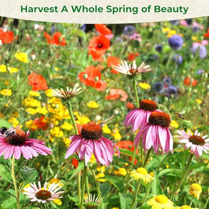 160000+ Wildflower Seeds Bulk, 13 Varieties Perennial & Annual Mix, 4oz - color: wildflower