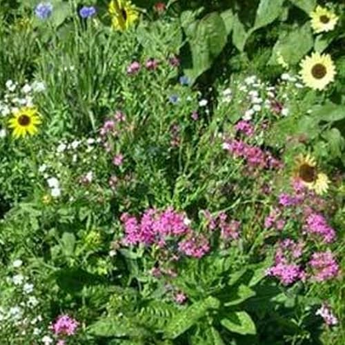 Mountain Valley Seed Co Northeastern Wildflower Seed 1 Lb 640,000 Seeds | Annual & Perennial Wildflower Mix with Native Northeast Flowers – Regional Pollinator Flower Seed for Garden & Meadow - size: 1 Lb, style: Northeast