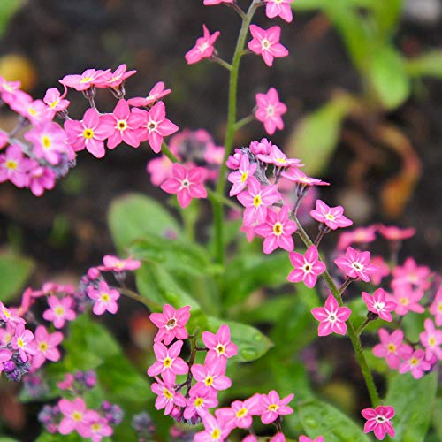 60 Seeds of Rare Rose Forget-Me-Not - Flower Seeds of Perennial Plant