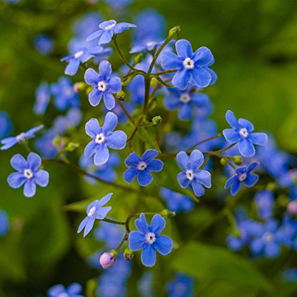Mountain Valley Seed Co Myosotis Flower Garden Seeds Sylvatica Forget Me | Not - 500 Mg - Perennial Flower Gardening Seeds - sylvatica - Packet - size: 500 Mg Packet